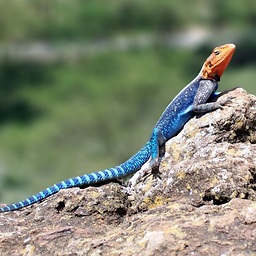 RockPaperLz- Mask it or Casket