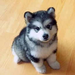 pomsky