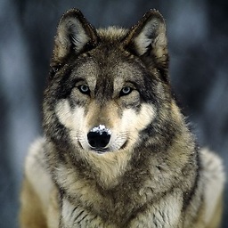 Wolff