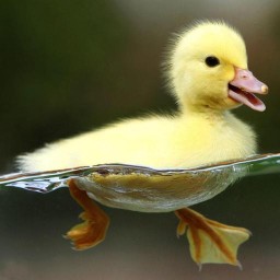 Duck