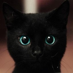 catpnosis