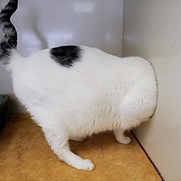 Stupid.Fat.Cat