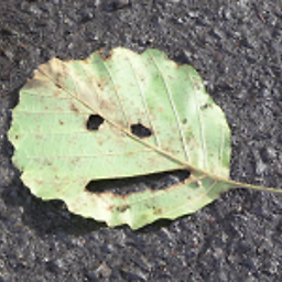 luator