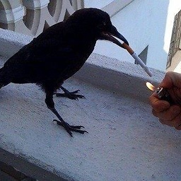 corvid