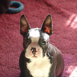 peppy
